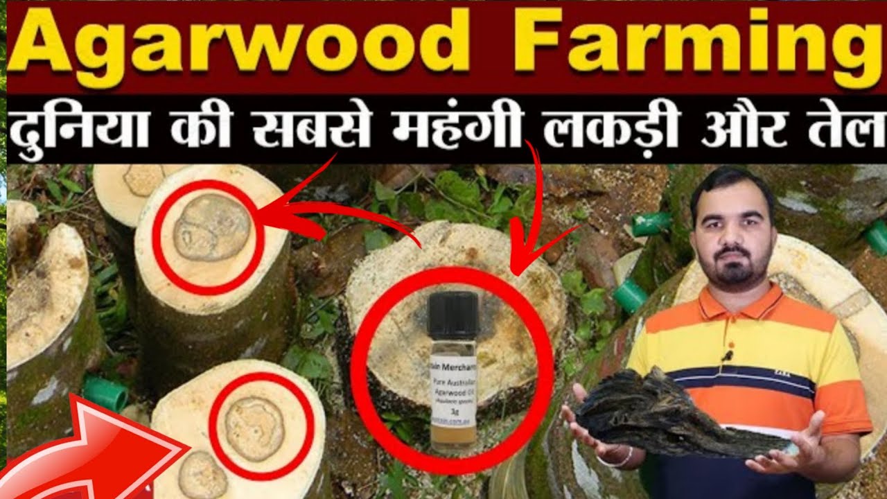 Money Tree In Agarwood Tree  contact number 9706604583