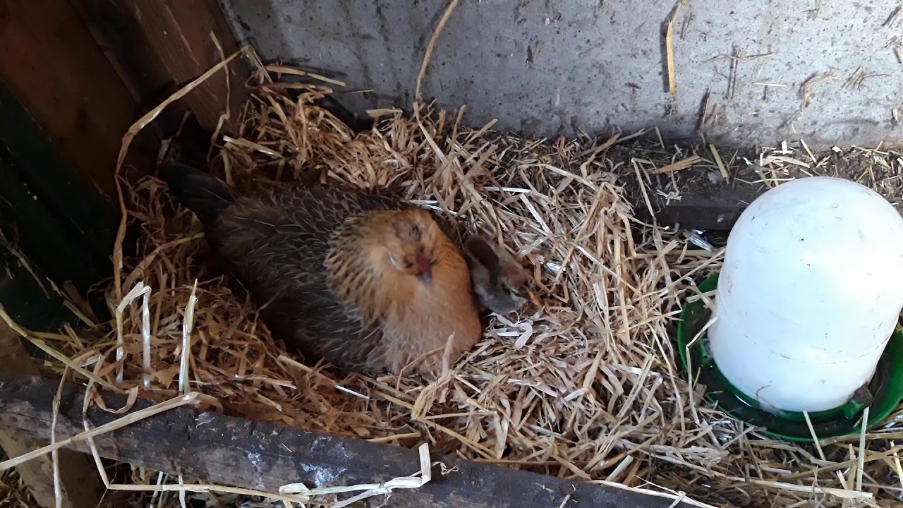 Zijdehoen kriel met haar kuiken van 3 dagen oud !!