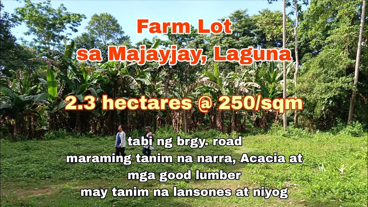 (P# 770) 2.3 hectares Farm Lot @ 250/sqm in Majayjay, Laguna for sale