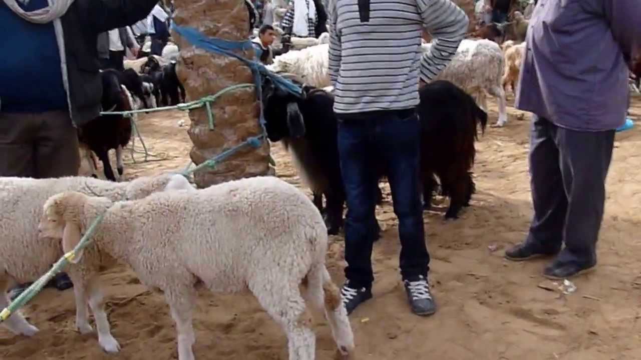 Animal Market in Douz, Tunisia