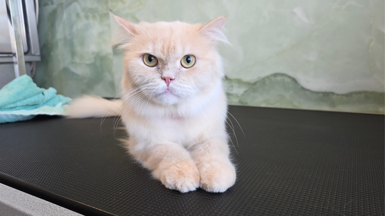 Эта кошка подверглась воздействию пыльцы лилий 🙀