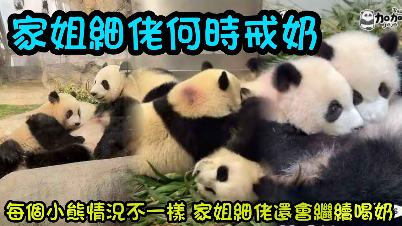 4月3日  粉絲們都關心家姐細佬什麼時候戒奶，每個小熊情況不一樣，目前家姐細佬還會繼續喝奶的#大熊貓加加得得 #大熊貓家姐細佬