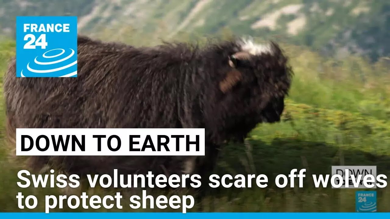 Swiss volunteers scare off wolves to protect sheep &bull; FRANCE 24 English