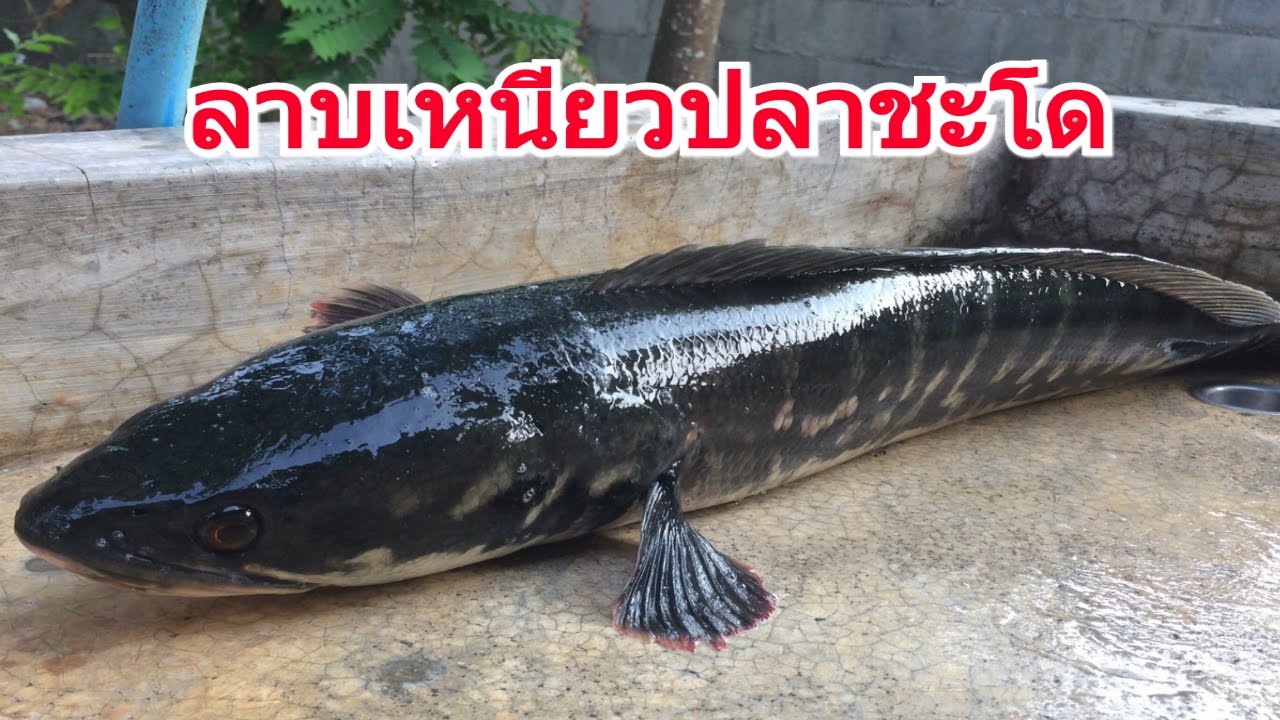 ลาบเหนียวปลาชะโด กับทีมงานเมียเผลอ#ครัวป่าตอง ไม่ลองไม่รู้