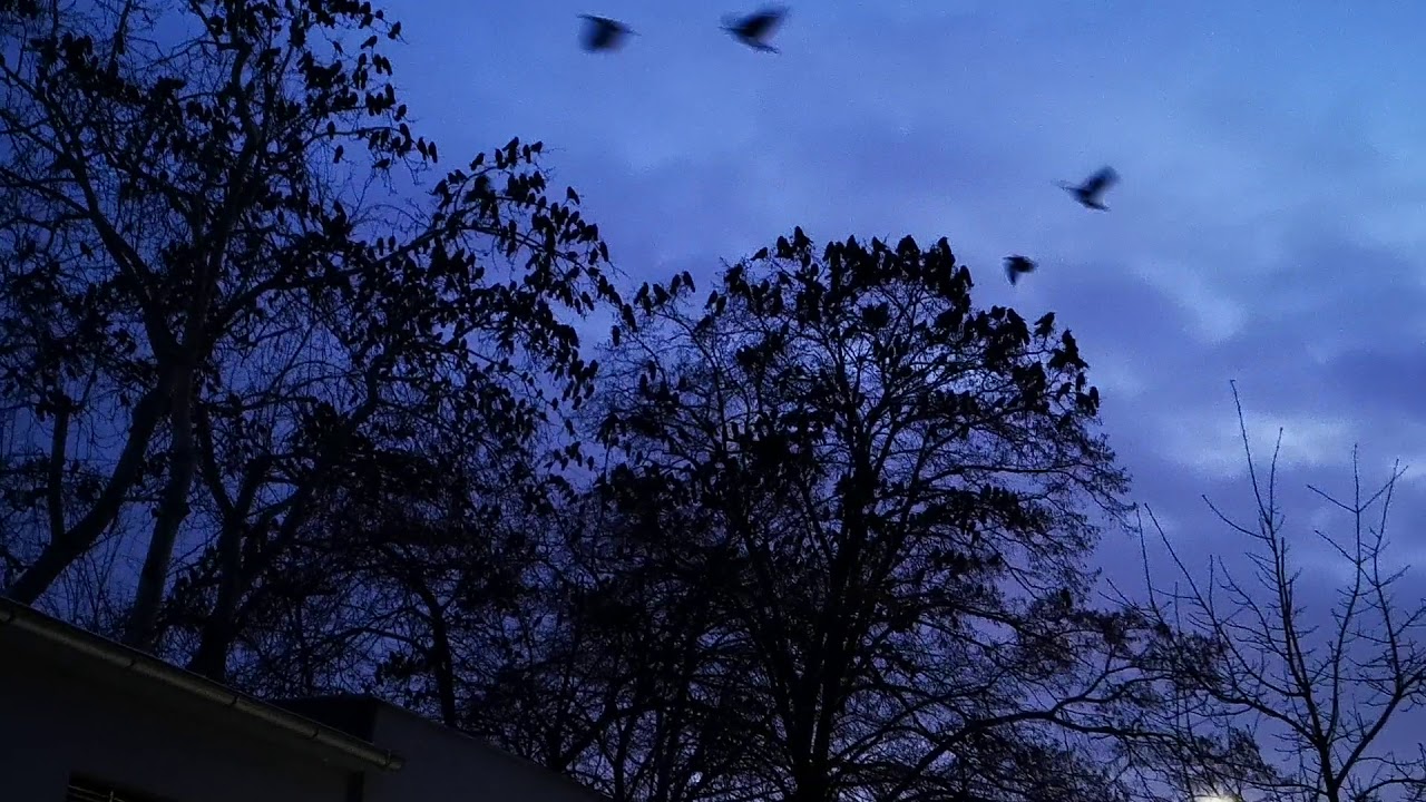 Havran poln&iacute; (Corvus frugilegus)
