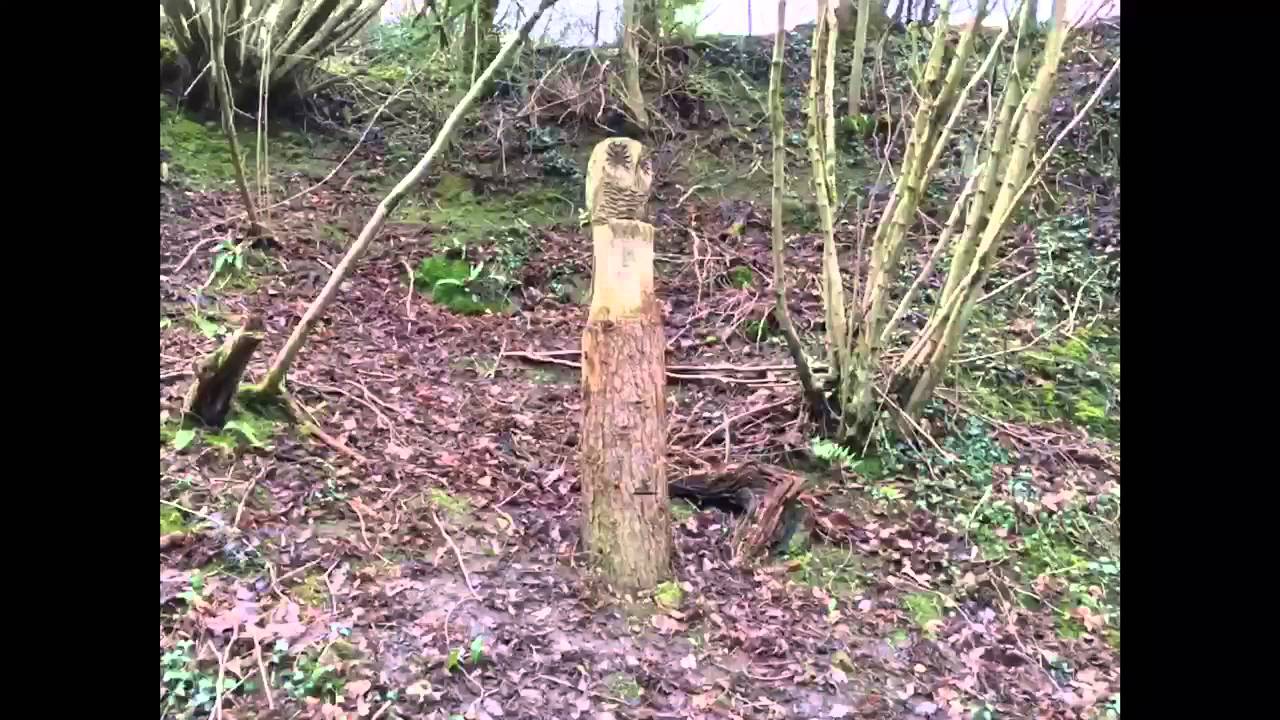 Hudswell Wood Walk, Richmond North Yorkshire