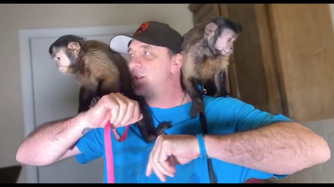 Two Monkeys One Bath! (LIVE)