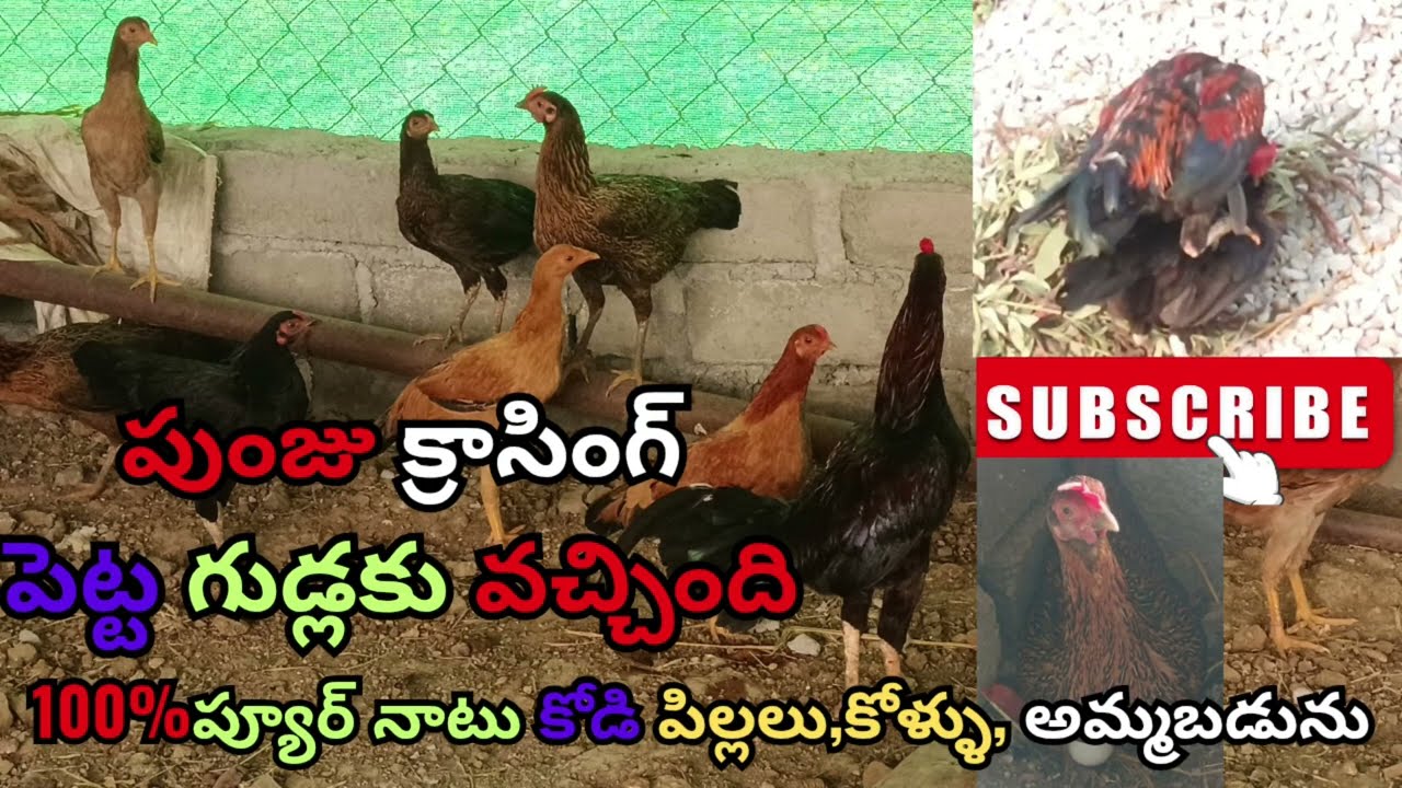 పుంజు క్రాసింగ్ ఆ కారణంగా మా పెట్ట eggs కు వచ్చింది..ప్యూర్ నాటు కోళ్ళు