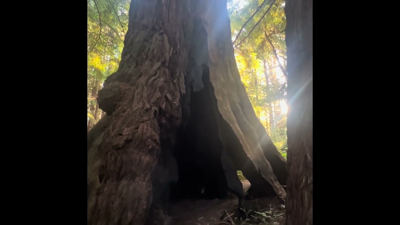 Redwood Meditation Inside an Ancient Tree 🌿 Portals of Light & Music of the Plants