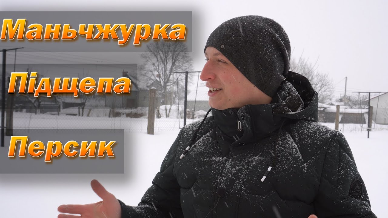 Подбор подвоя для персика. Маньчжурка, абрикос, алича, миндаль, пумиселект