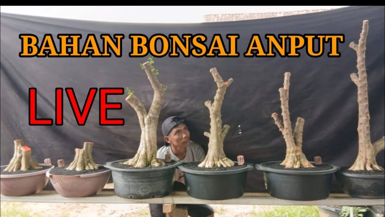 bahan bonsai anting putri