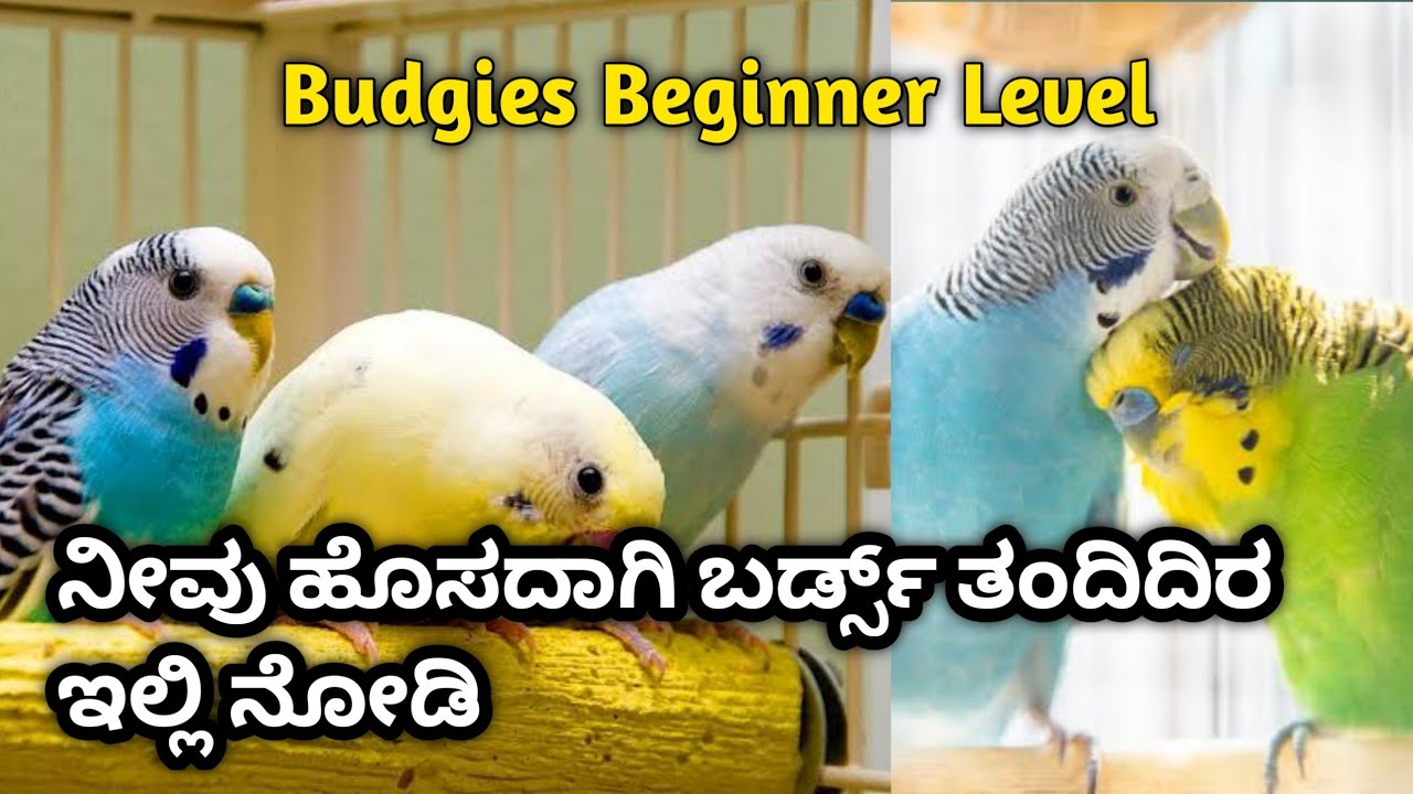 ನೀವು ಹೊಸದಾಗಿ ಬರ್ಡ್ಸ್ ತಂದಿದಿರ |🤷ಅಥವಾ ಈಗ ಸಕೋಕೆ 🐥ಶುರು ಮಾಡಿದಿರ ಒಂದ್ ಸಲ🌟 ಈ ವಿಡಿಯೋ ಪೂರ್ತಿಯಾಗಿ ನೋಡಿ👍|