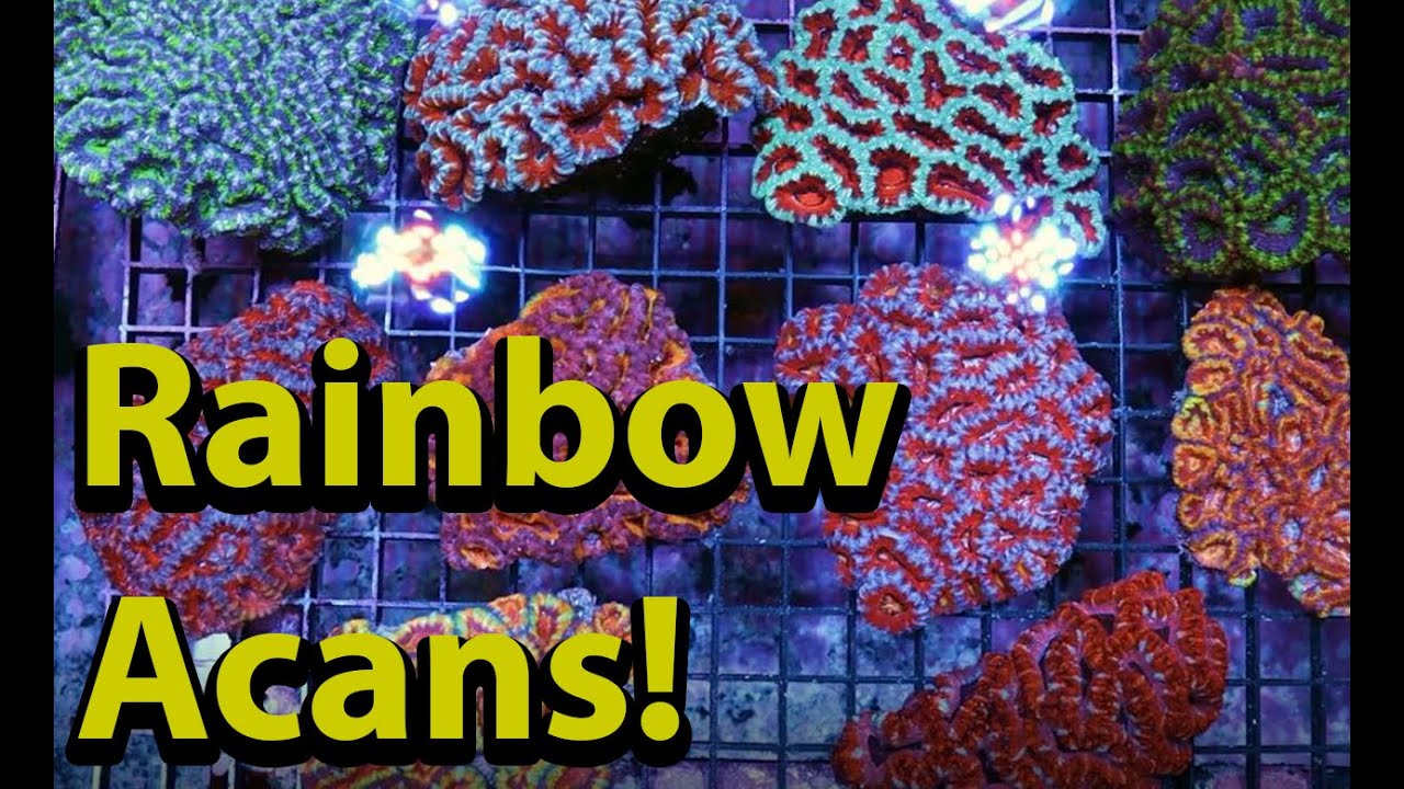 Rainbow Acans! Colorful LPS Coral