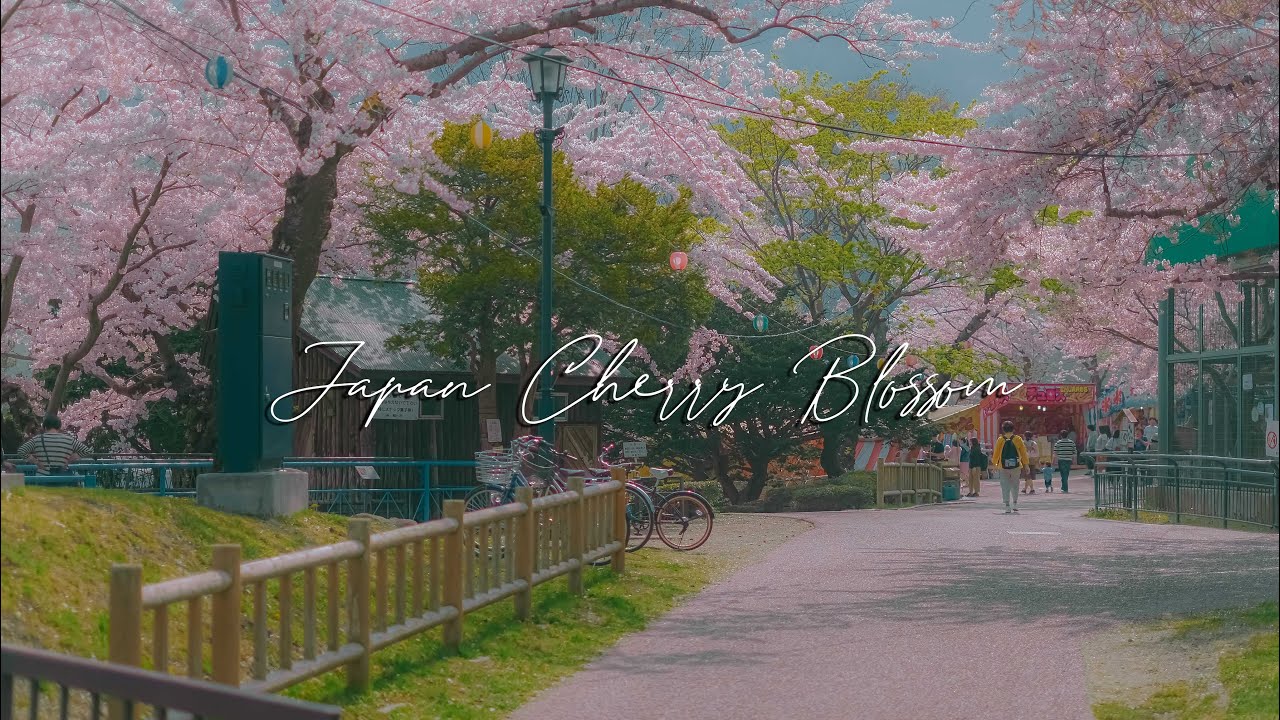 Japan Cherry Blossom Cinematic Travel Film - Fujifilm XH1 Review