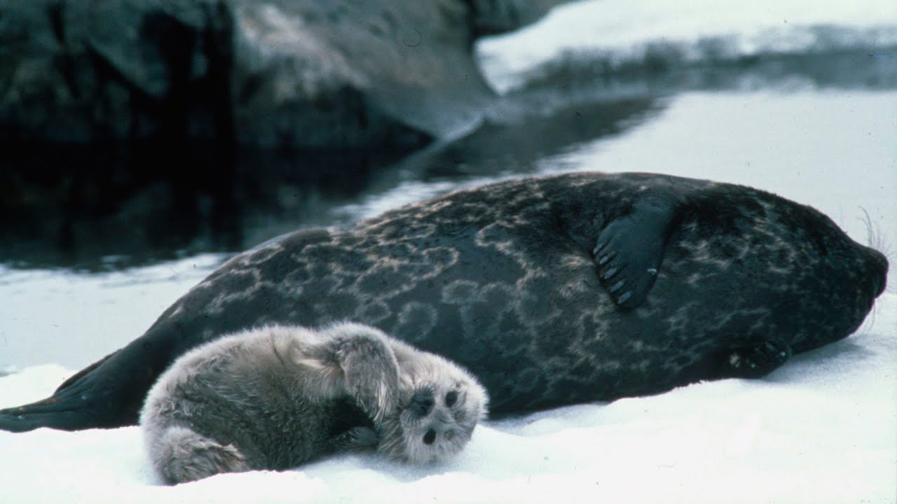 Saimaalake ringed seal survive in Climate change trying to save it -#Climate#saimaalake