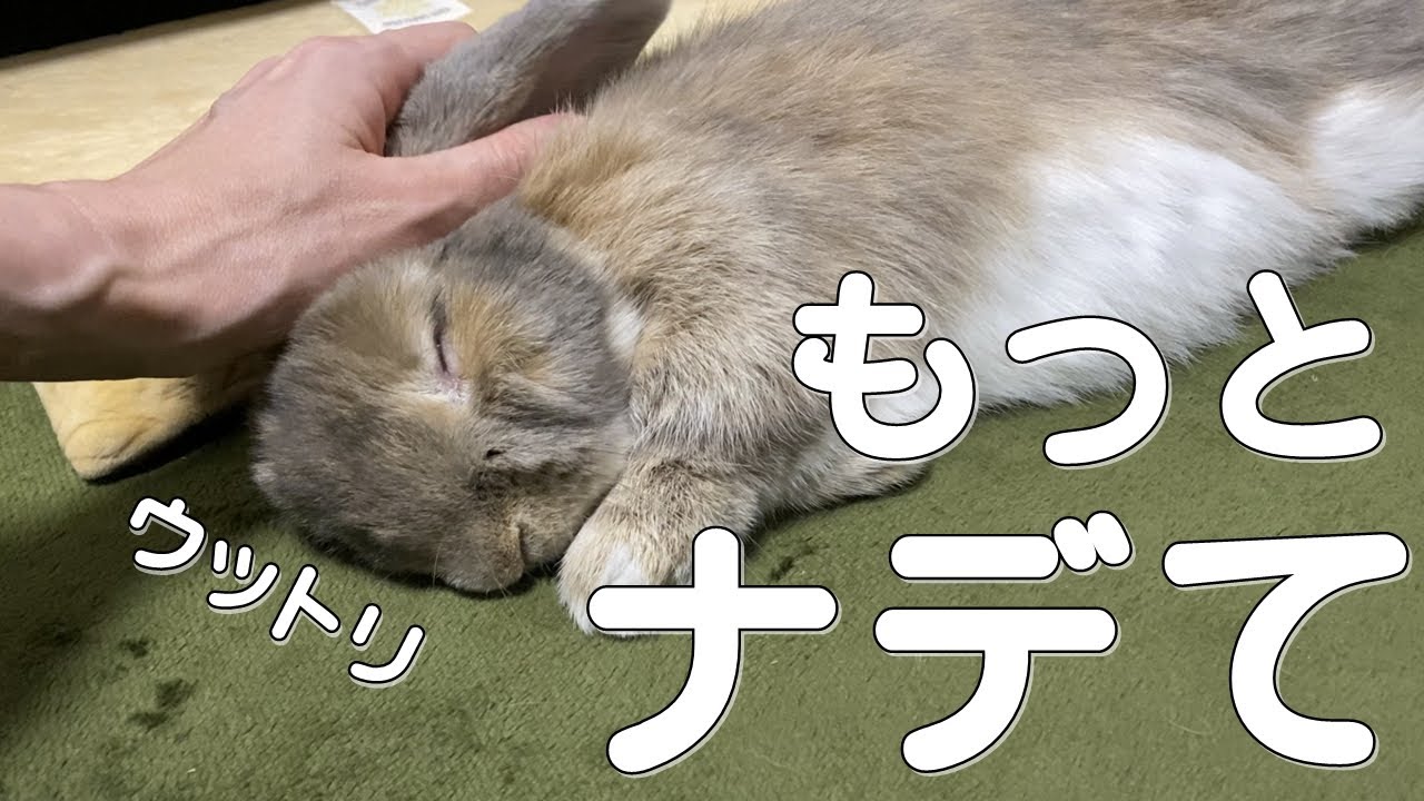 甘えん坊タイムをコテンして満喫するうさぎ【ホーランドロップ】
