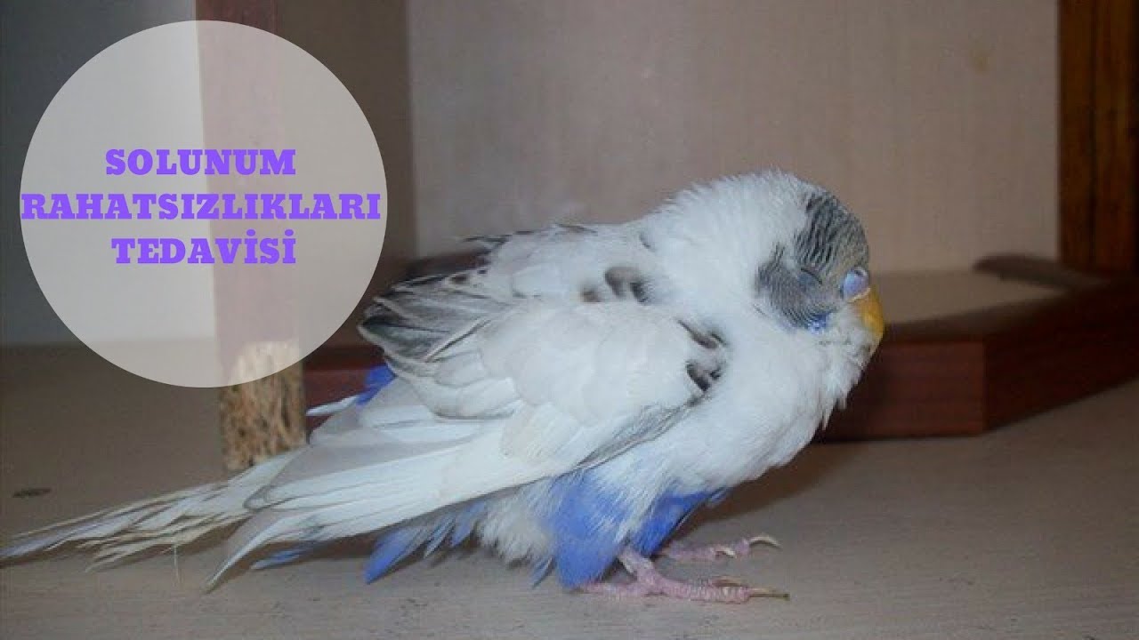 Kuşlarda Solunum Problemi (ASTIM)