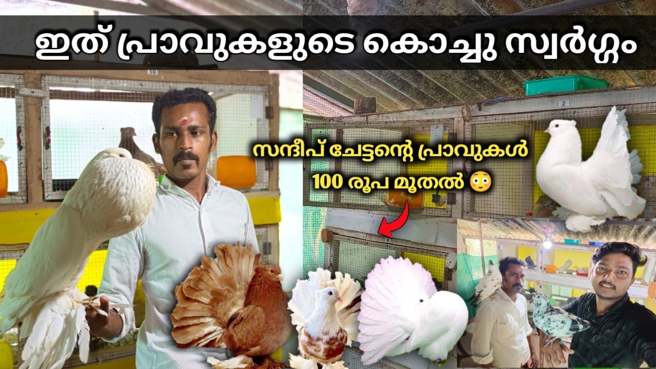 പ്രാവുകൾ ഒരു വരുമാനം മാർഗ്ഗം ആക്കാം, ഇങ്ങനെ വളർത്തിയാൽ മാത്രം. സന്ദീപ് ചേട്ടന്റെ പ്രാവ് വളർത്തൽ.