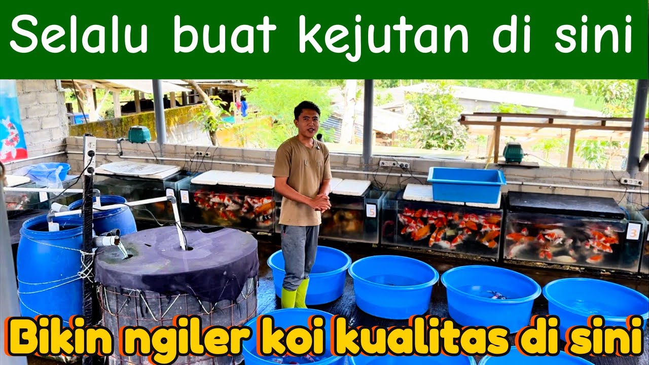 bisa ngiler ni‼️bisa jadi rebutan pula ni ketemu koi kualitas seperti ini