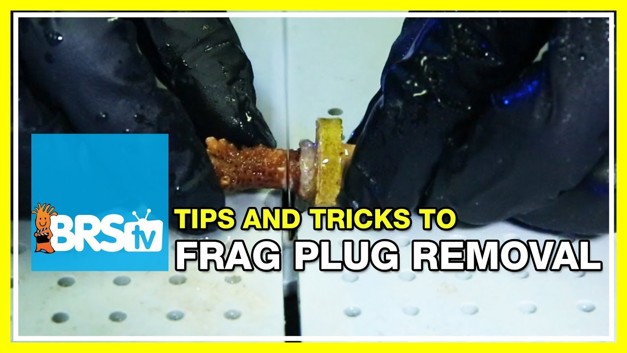FAQ #9: How do you remove coral frags from their plugs for easy mounting in the aquarium? | 52 FAQ