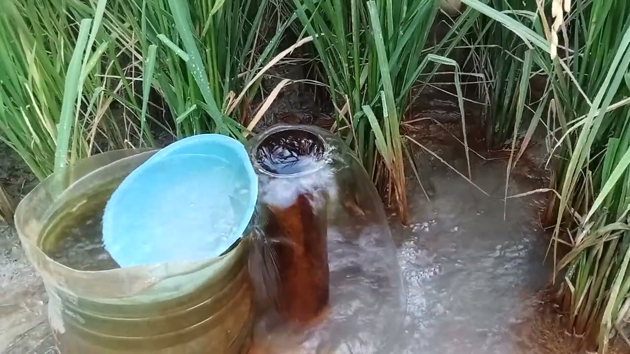 pertanian di desa manduro Kabuh Jombang. Segera panen lor dulorku,