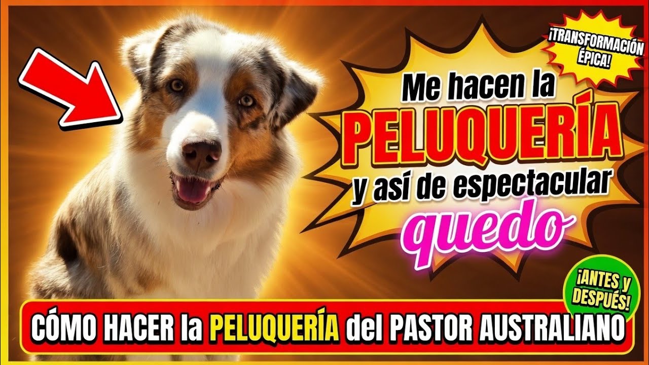 💈✂️🐶COMO hacer la PELUQUERIA de un PASTOR AUSTRALIANO🐶✂️💈