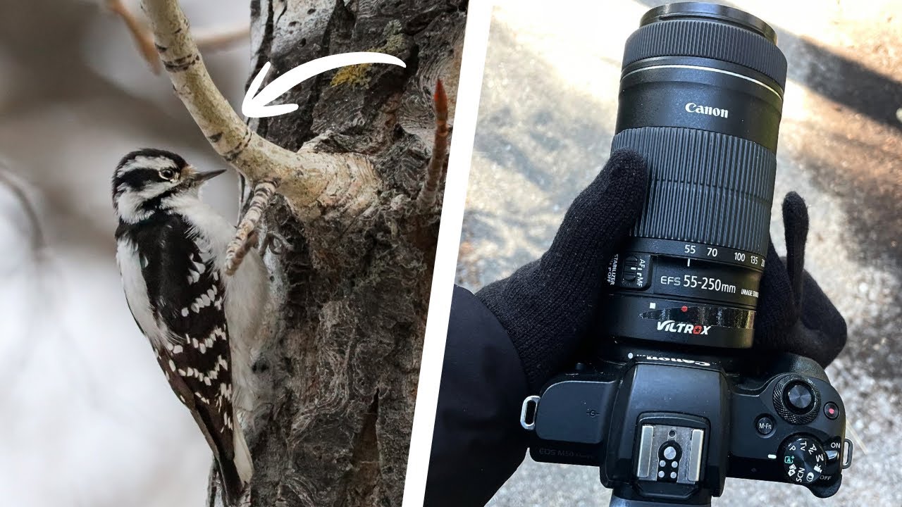 POV Bird Photography - Canon M50 55-250mm & Sigma 150-600mm