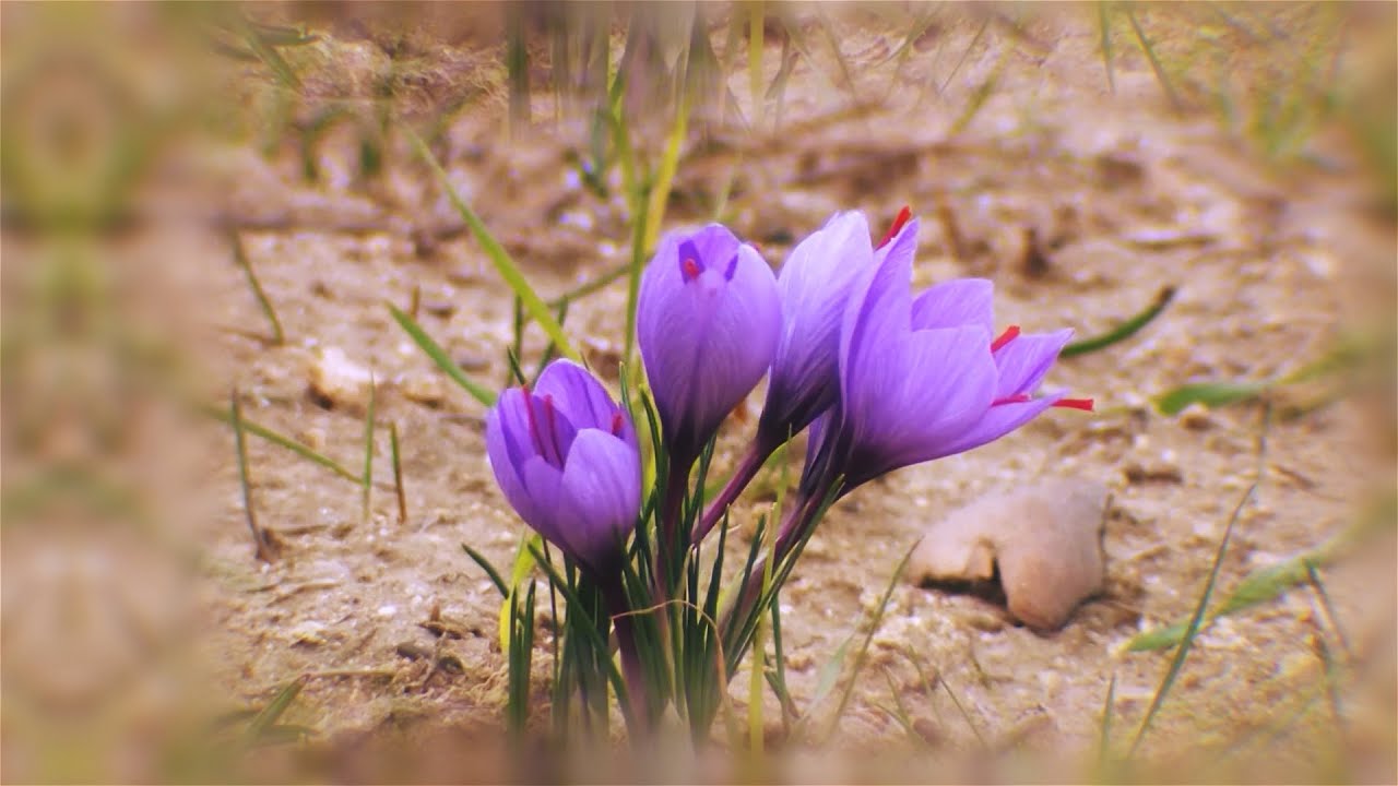 ZƏFƏRAN - ABŞERONUN “QIZILI”
