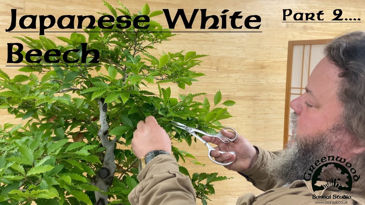 Japanese White Beech Part 2 - Greenwood Bonsai