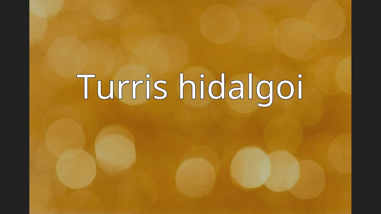 Turris hidalgoi