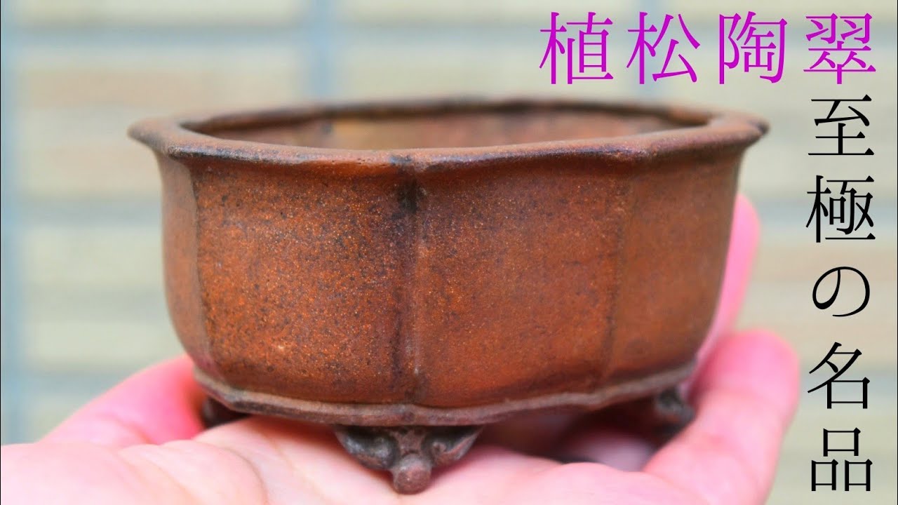 盆栽鉢紹介！植松陶翠鉢 UematsuTosui Bonsaipot
