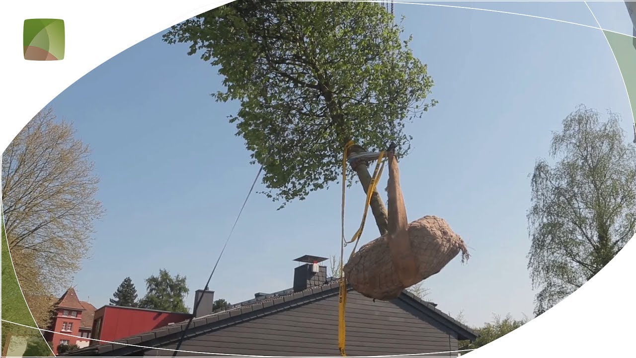Gro&szlig;baumpflanzung im Privatgarten - Eickhoff &ndash; G&auml;rten mit Stil
