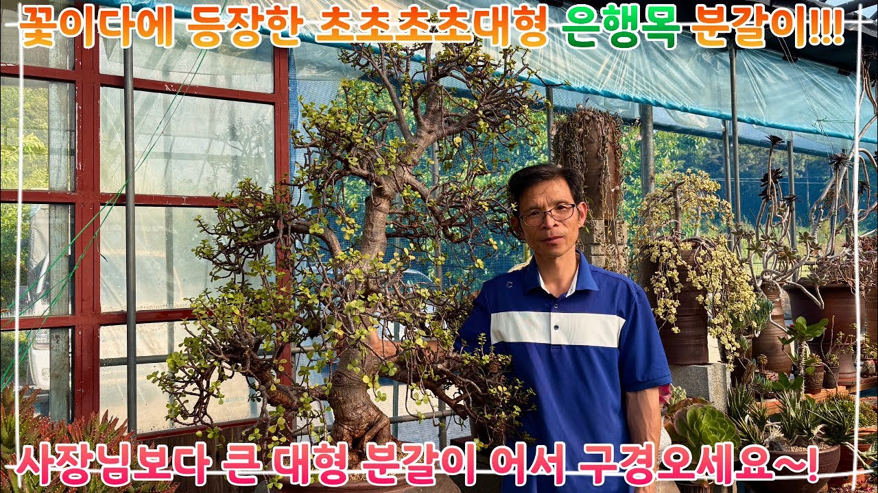꽃이다에 등장한 초초초대형 은행목 분갈이 !!!! 사장님보다 큰 대형 분갈이 어서 구경오세요 ~!!