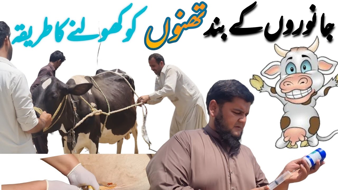 Teat Stenosis || Teat Canal Blocked || Easy Method for Opening  || Successfull