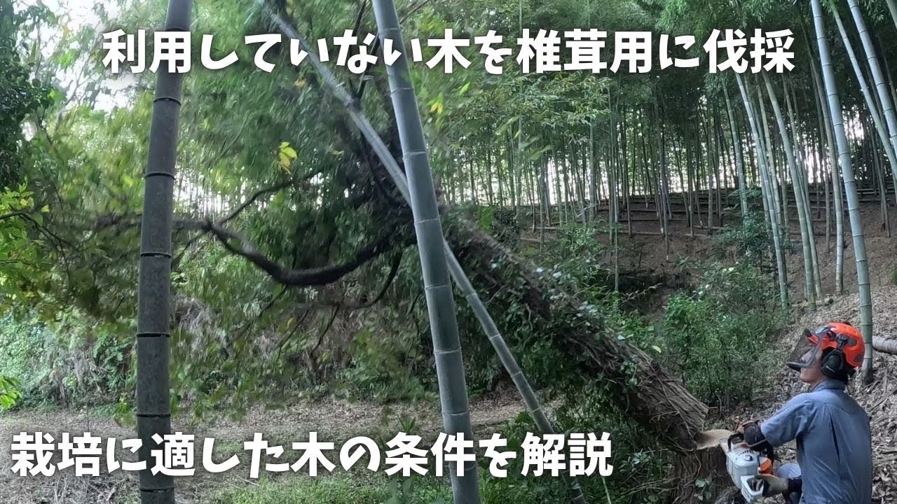 椎茸の原木を自給しながら森を育てていきます