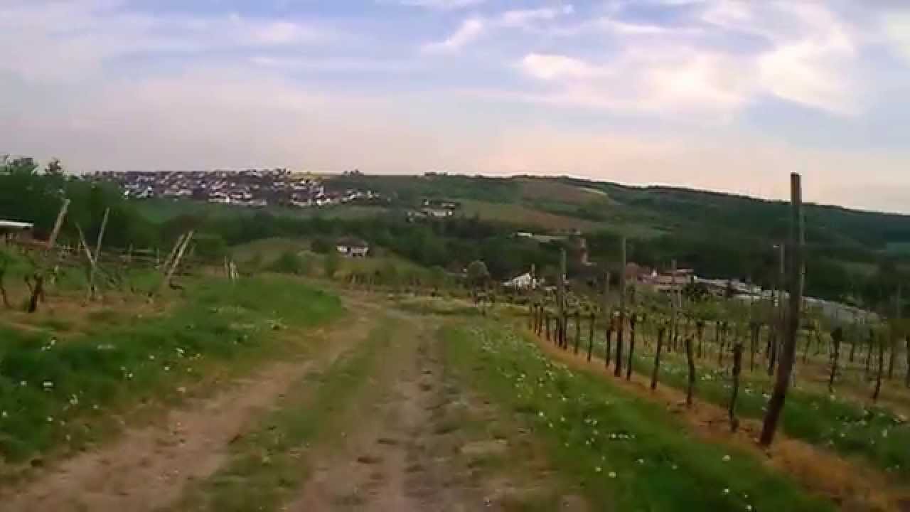 Weinberge bei R&uuml;mmelsheim Dorsheim