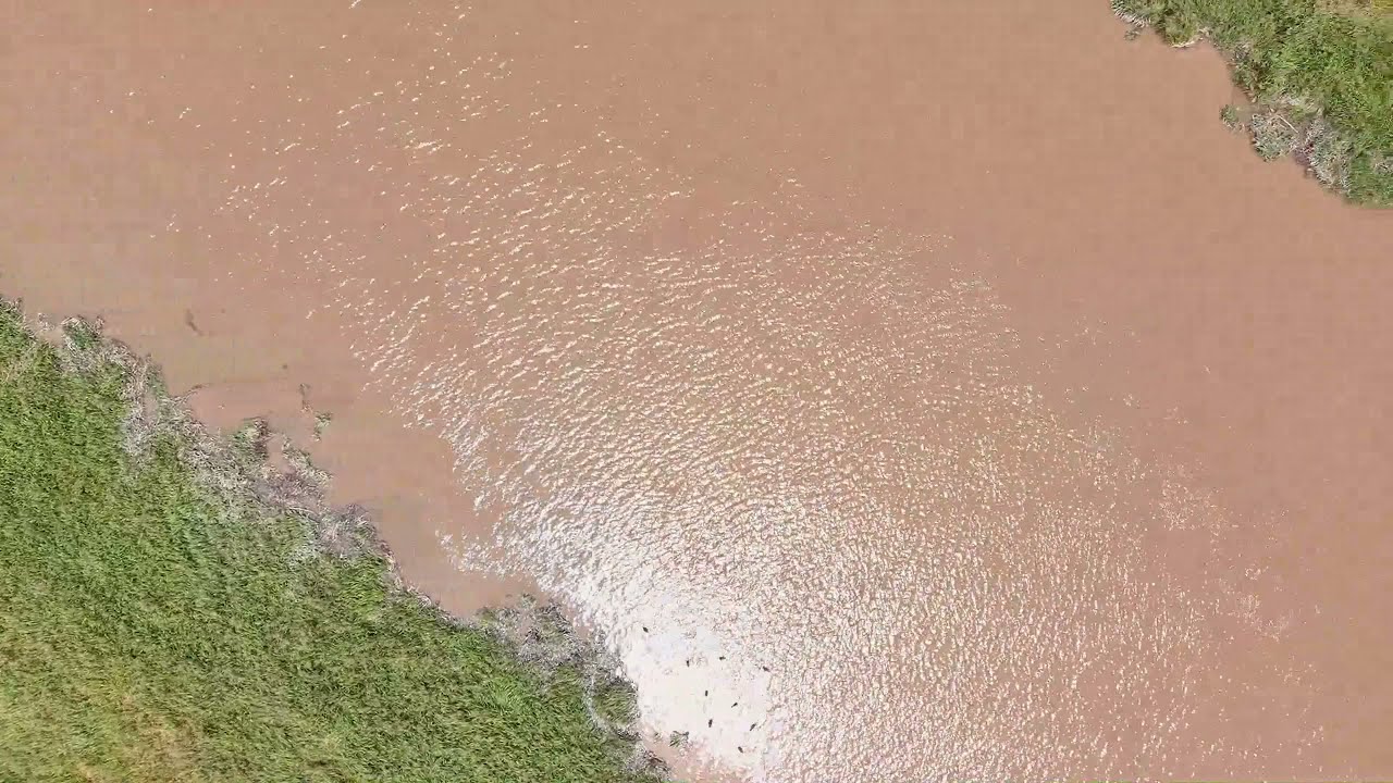 Piako and Waihou rivers, Hauraki plains, New Zealand.