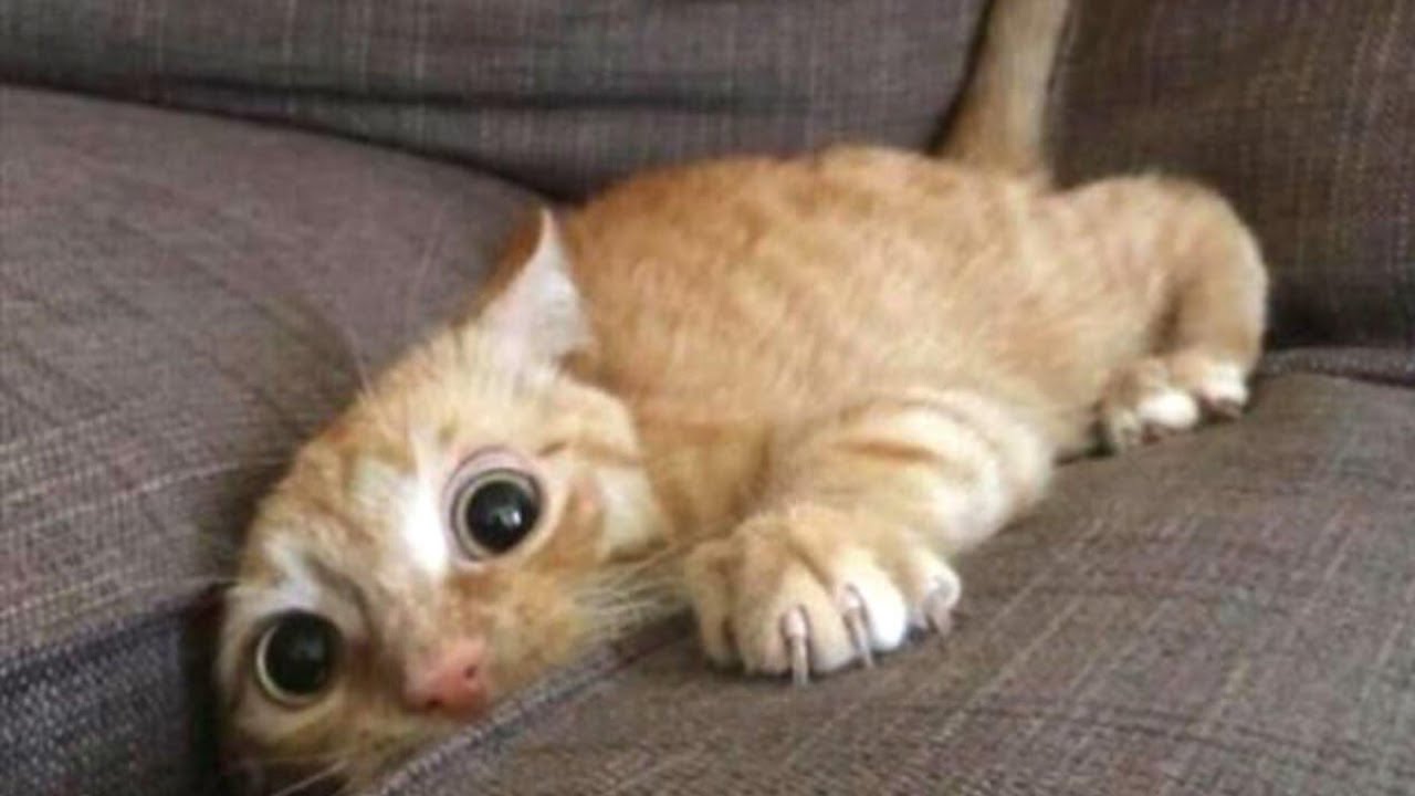 Vid&eacute;o de minou 😜 Chat fou rire 😁 Rigolade chat 😍 humour de chat n&deg;3