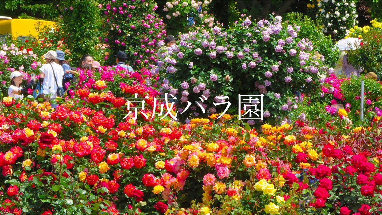 【京成バラ園】色とりどりのバラが奏でる春のシンフォニー 2025