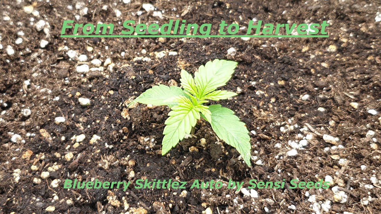 From Seedling to Harvest - Blueberry Zkittlez Auto by Sensi Seeds
