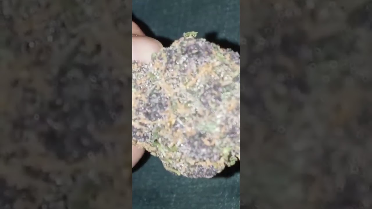 Exotics some dank flower called sheesh ! #smoke #exoticflower #420 #hotbox