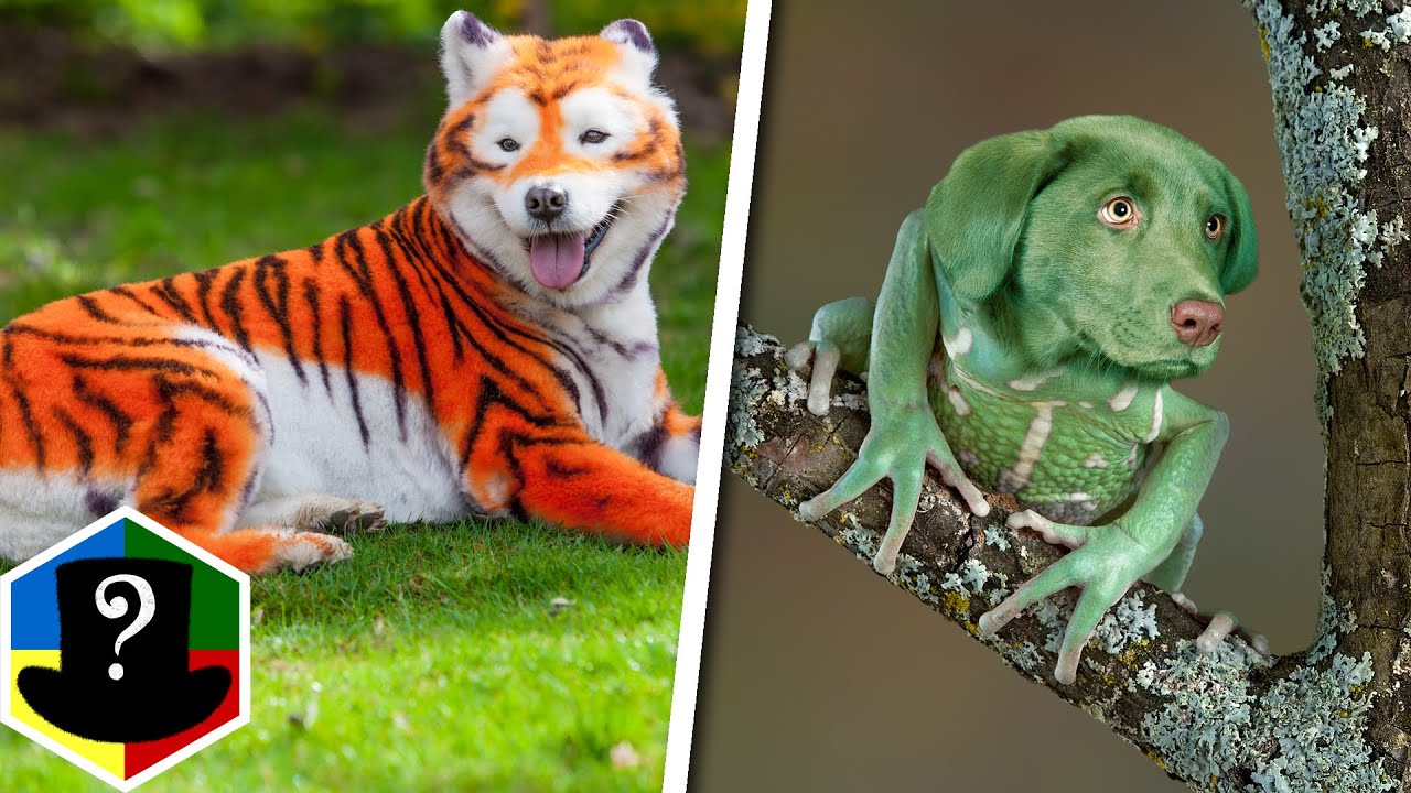 TOP 7 Blandinger Af Dyr Du Ikke Vidste Fandtes!