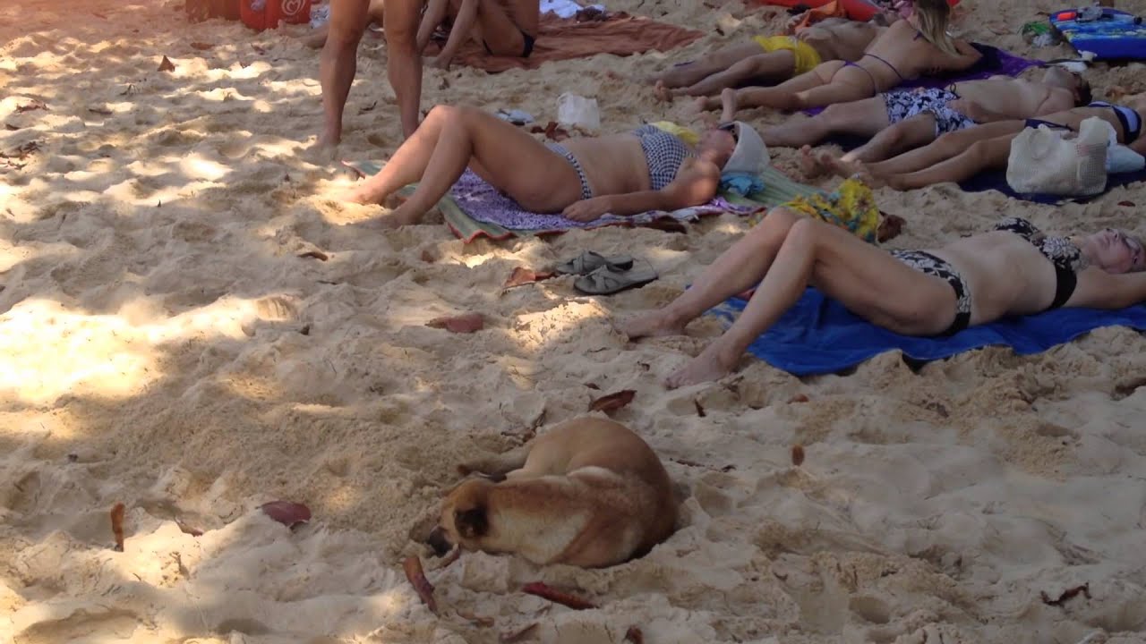 cute dog resting at the beach