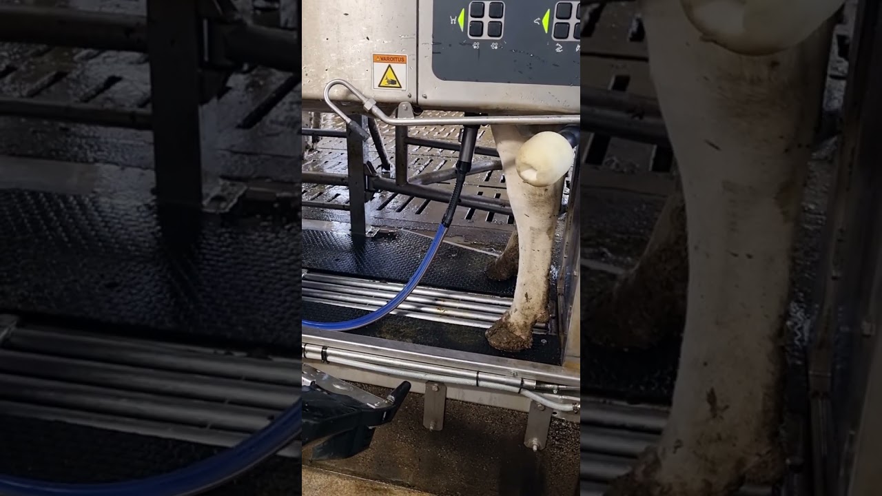 Koivikon kartano oy:n  lypsyrobotit.