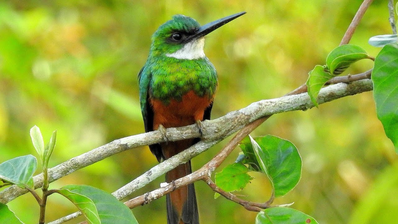 Ariramba de cauda ruiva (Galbula ruficauda)