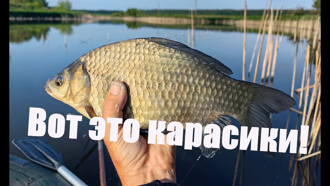 От таких КАРАСЕЙ УДОЧКА В ДУГУ и море УДОВОЛЬСТВИЯ!