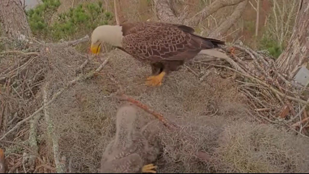 Mom brings moss and spreads moss over the eaglets | Kisatchie National Forest E-3 | Feb 18, 26