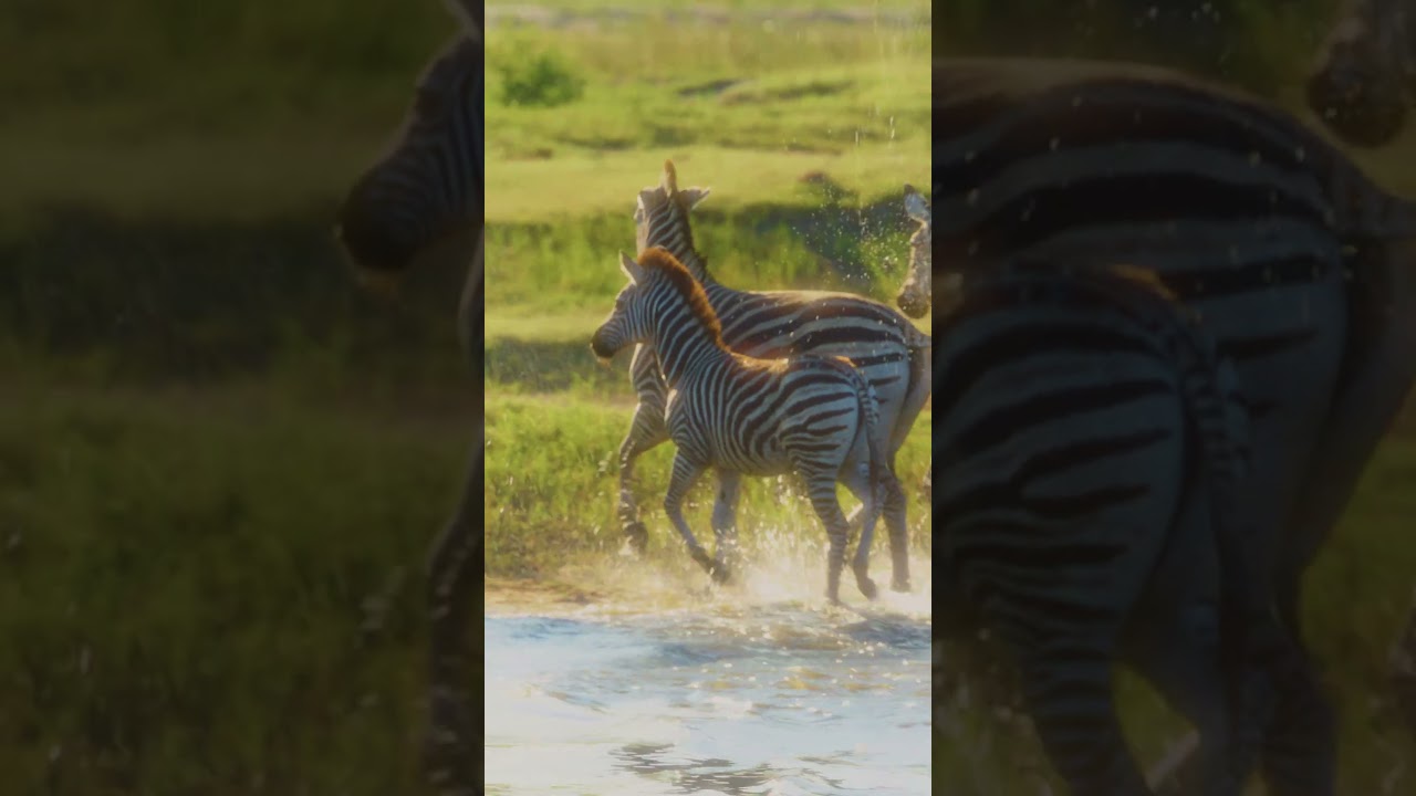 Lions, Elephants & Zebras | Botswana Wildlife Up Close (Real Sounds) - #2