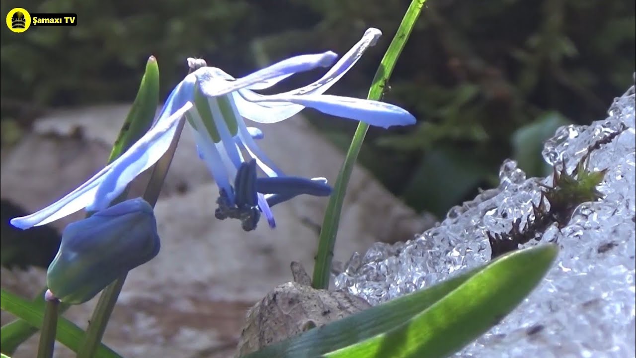 Село Галадараси Шамахинского района