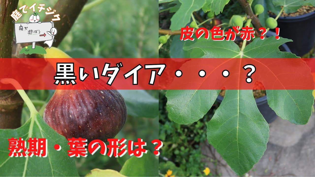 【イチジク】黒いダイア・・・？ビオレソリエス。いや、偽物っぽい？